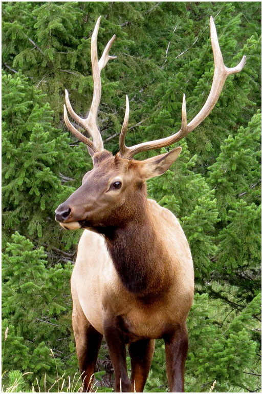 Nature In Class M By Art Yost For Handsome Rack FEB-2019.jpg